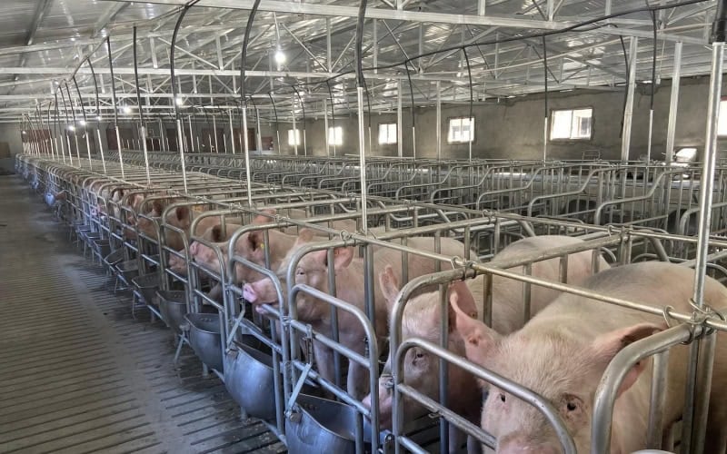 Inside a completed pig farming housing with metal enclosures, where several pigs are in feeding positions.