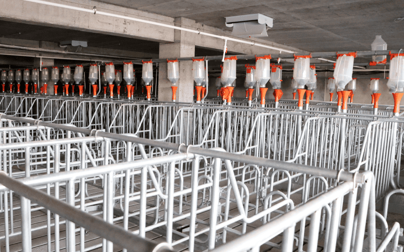 Interior of a pig house with metal fencing and automatic feeding dispensers, set in a concrete - ceilinged building.