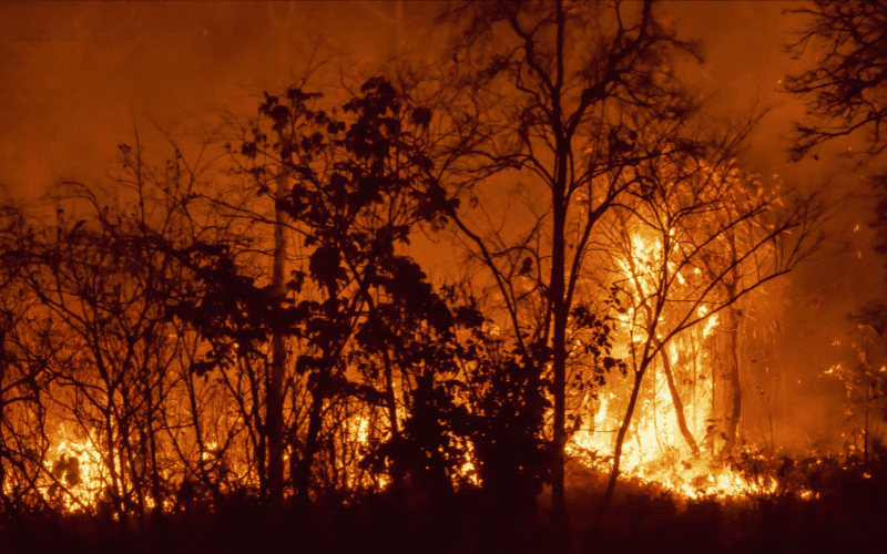 Burning forest during California wildfires with intense flames and smoke.