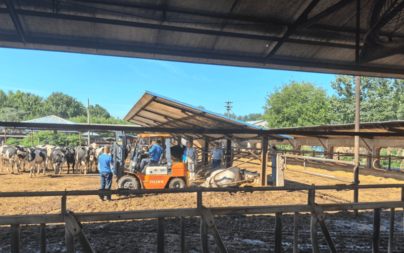 A farmyard with a lean-to barn used for livestock handling, featuring a metal roof, cattle fencing, and workers managing cattle operations.