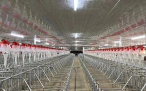 Inside a steel structure pig house, rows of metal pens are equipped with red - and - white feeding devices, and the ceiling has a reflective surface.