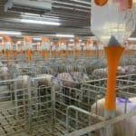 In an operational steel structure pig house, pigs are in metal enclosures, and orange - topped feeders are suspended above them.