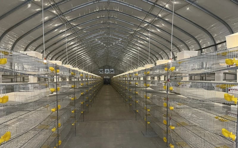 Interior of a steel structure poultry building with multiple wire cages and yellow feeding devices arranged along a long corridor.