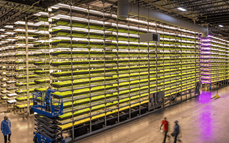 the interior of AeroFarms